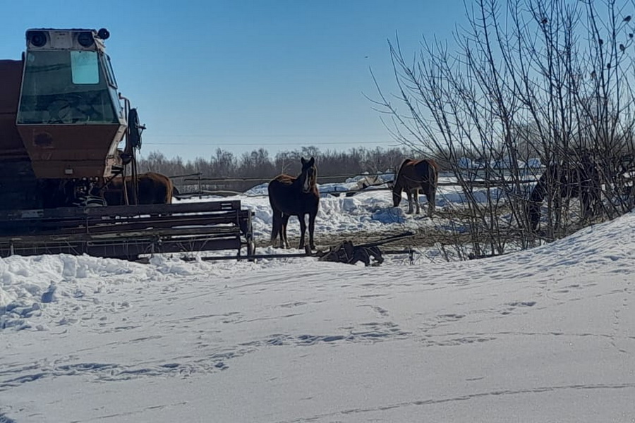 Бродячий скот терроризирует фермеров Казахстана