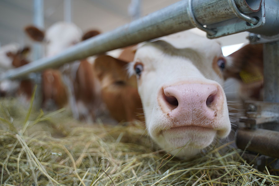 Рейтинг молочных ферм по удоям возглавила компания «Айс»