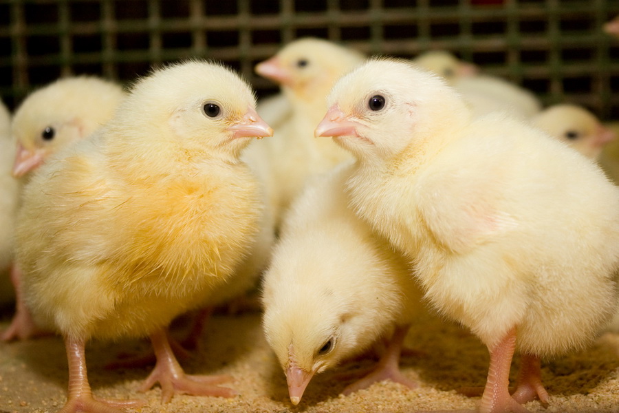 В Казахстане запустили страхование птиц с субсидированием