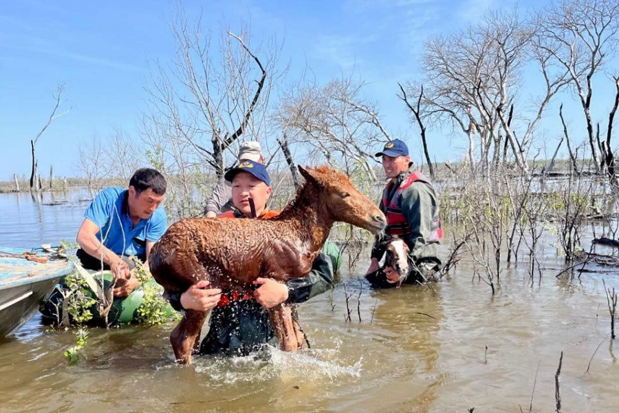 Почти 80 фермерских хозяйств пострадали в Костанайской области от паводков