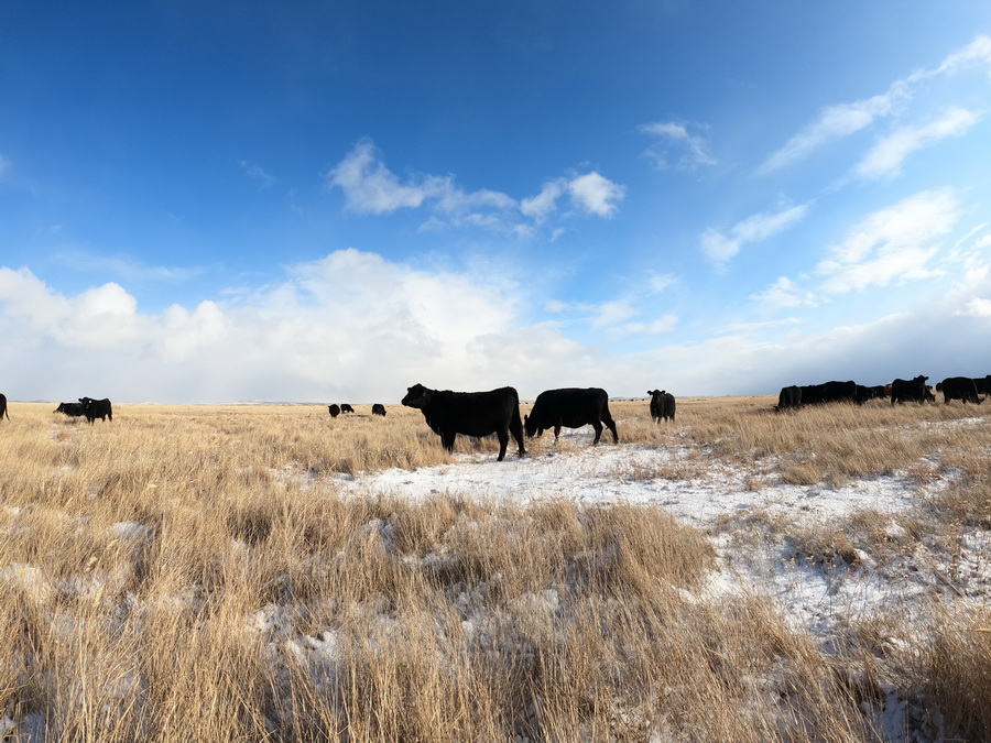 За качественных бычков просят по 1 млн тенге в Казахстане