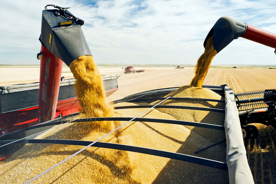 Продкорпорация закупит около 1 млн тонн зерна нового урожая 