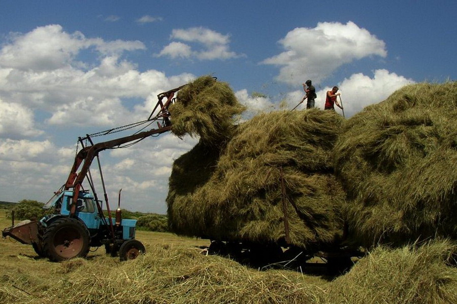 В Карагандинской области цены на сено сдержат меморандумами