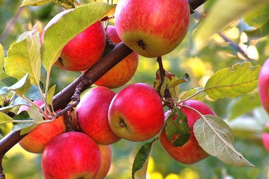 Минсельхоз усилит господдержку производителям яблок на ближайшие 3 года