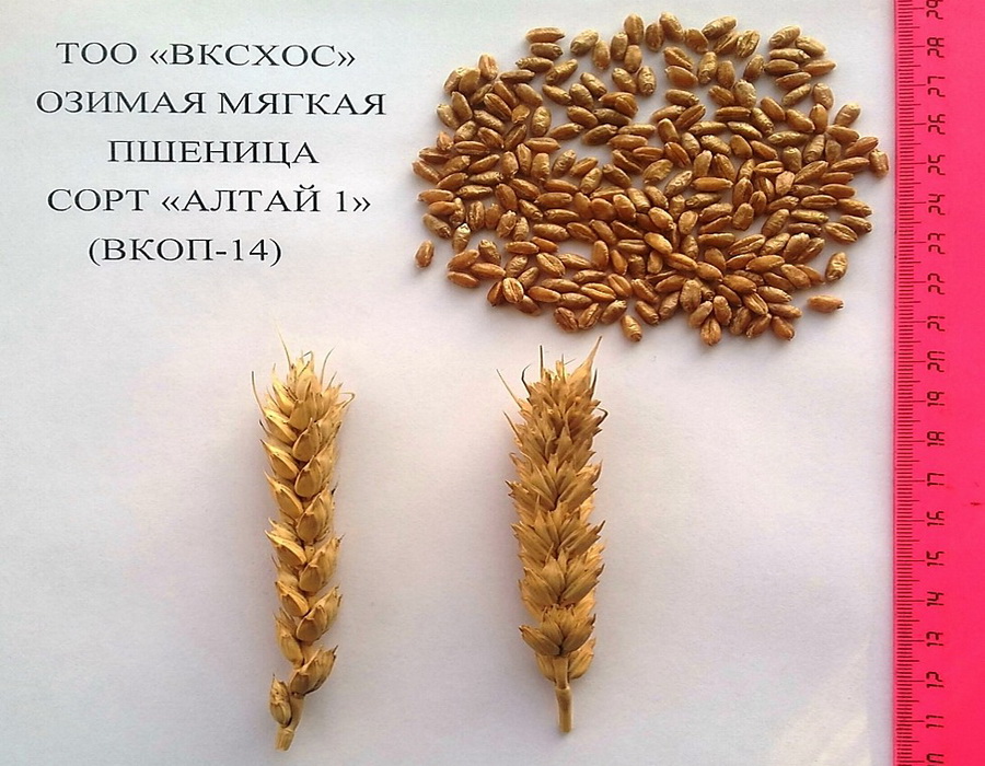 ВК СХОС начала реализацию нового сорта озимой пшеницы