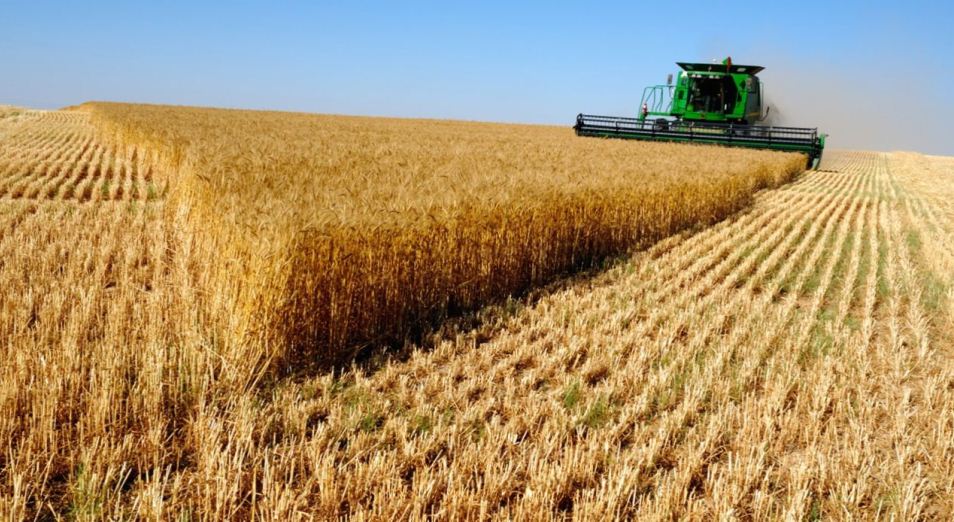 В 2019 г. производство пшеницы сократилось на 17,9% – Сапаров