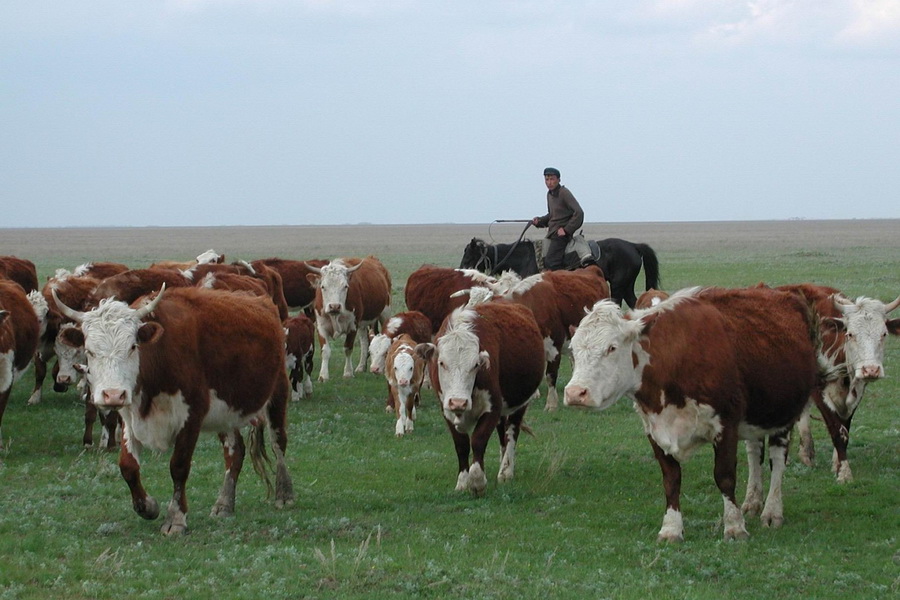 Почему в Казахстане дорожает говядина