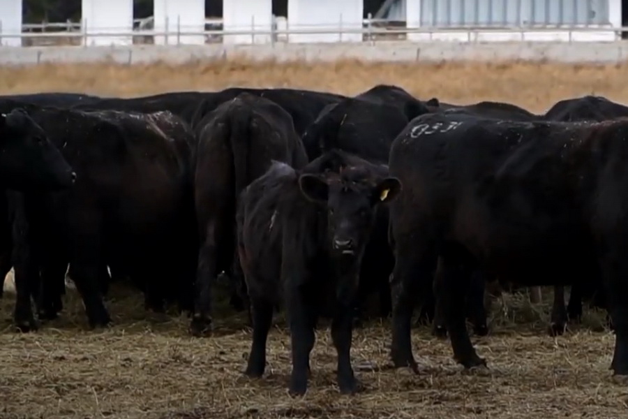 Насколько выгодно заниматься мясным бизнесом в Казахстане