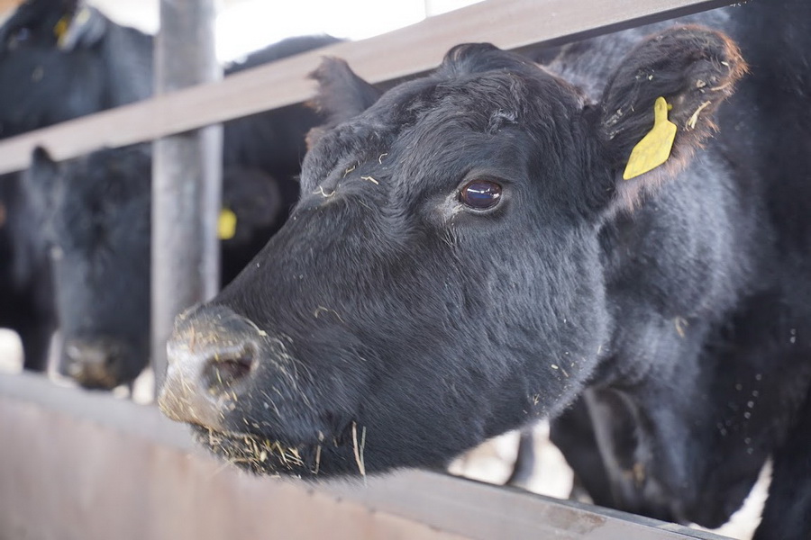 Всемирный банк аннулировал заем в $500 млн на животноводство в Казахстане