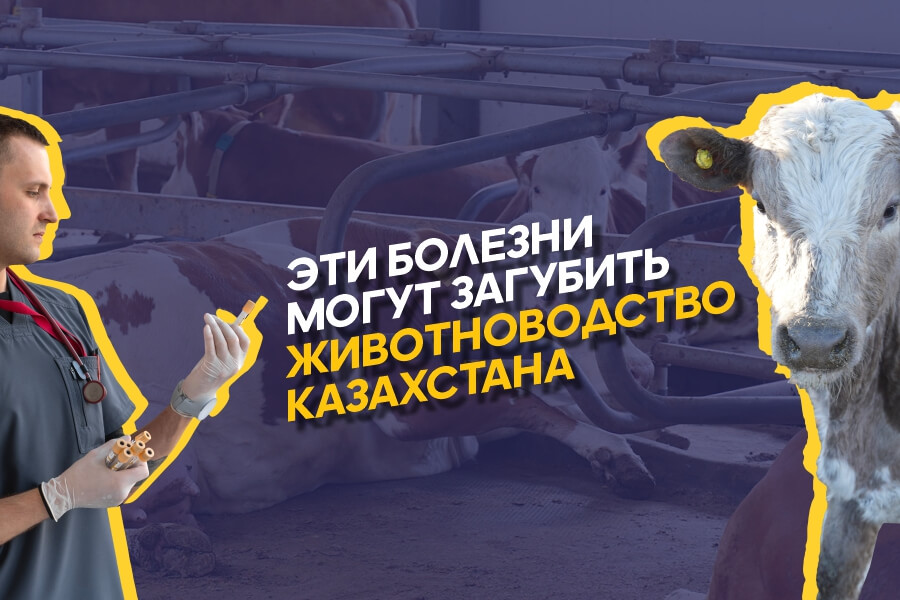 Самые опасные болезни скота в Казахстане: симптомы, лечение, профилактика