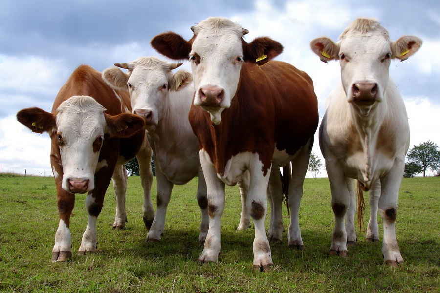Минсельхоз поддержит развитие семейных молочных ферм