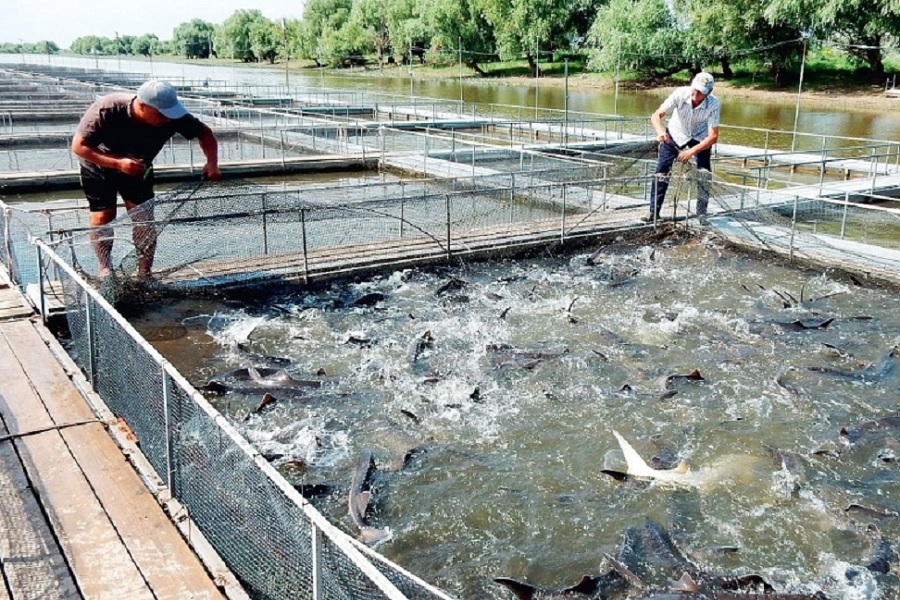 ФАО поможет развивать аквакультуру в Казахстане