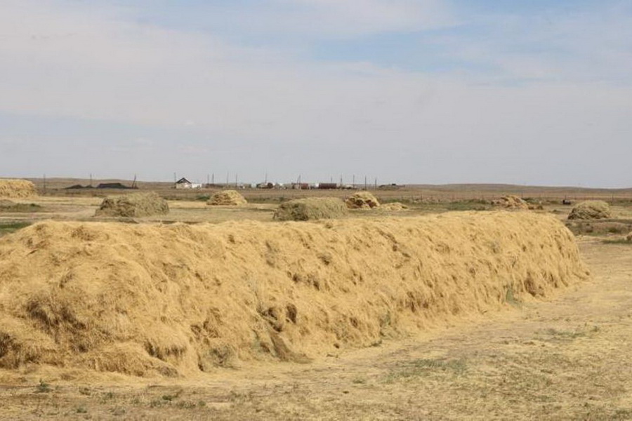 В Карагандинской области заготовили 1,9 млн тонн грубых кормов