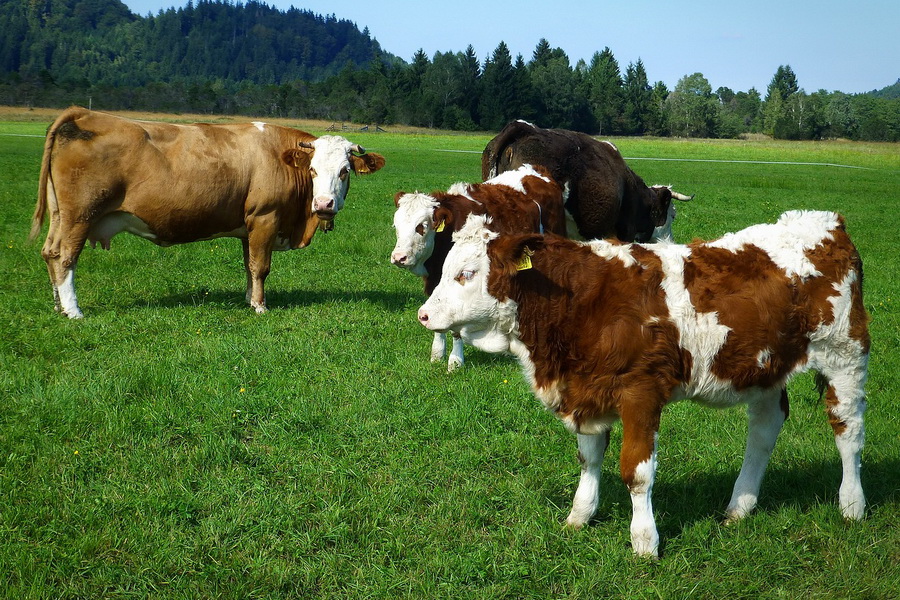 В ЕАЭС породы племенного скота будут определять по единым правилам