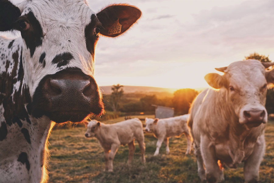 Фермеры ЕС забивают скот из-за подорожания кормов – АгроДайджест №21