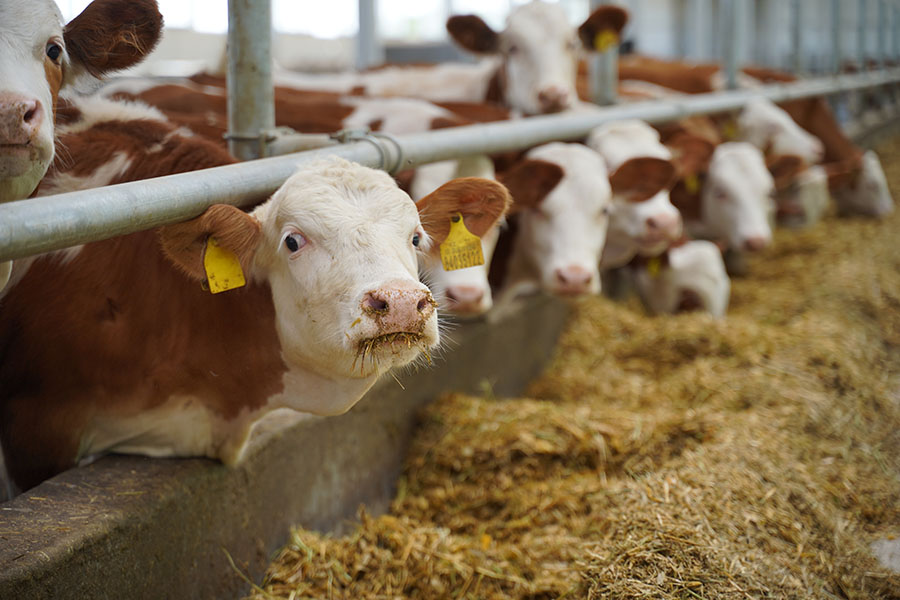 Крупнейший катарский производитель молока хочет работать в Костанае