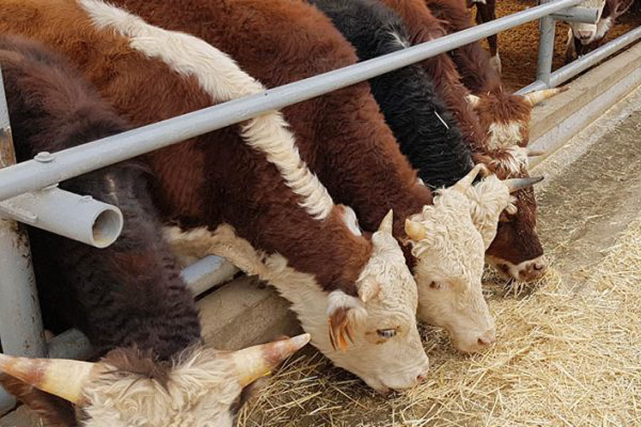 Рентабельность мясного бизнеса на 40% увеличили в Акмолинской области