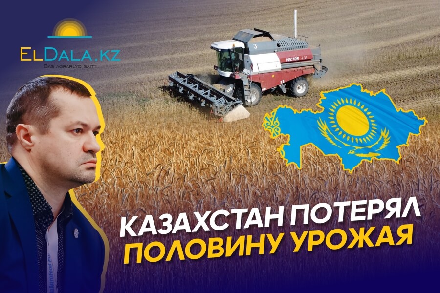 Комбайны выходят в поля. Фермеры подсчитывают убытки — Урожай 2023 в Казахстане