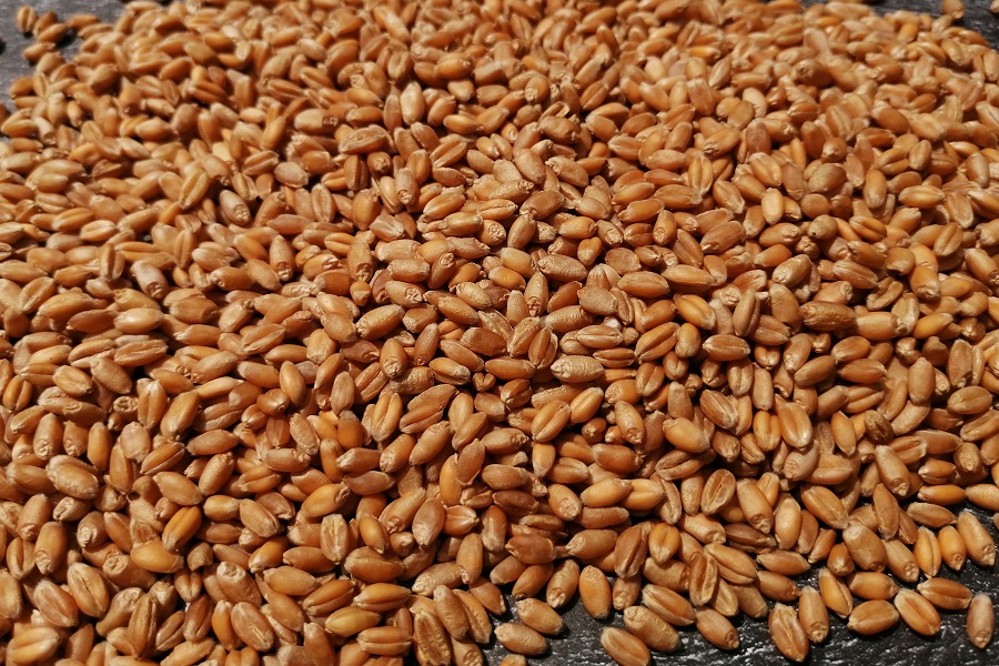 Казахстан намерен поставлять пшеницу в Саудовскую Аравию