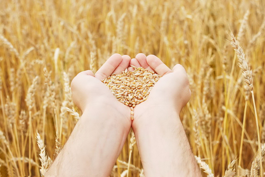 Россия усиливает контроль за нелегальным вывозом зерна в Казахстан
