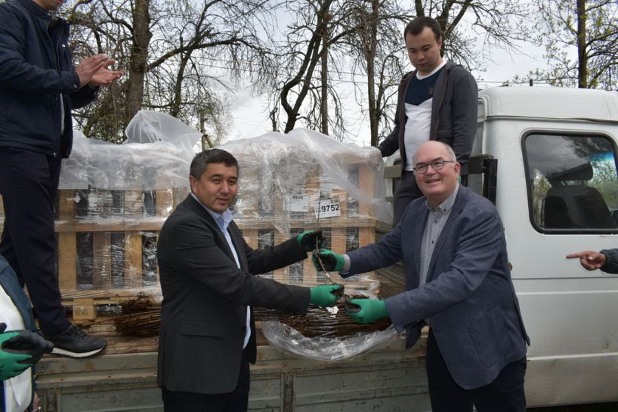 В Казахстан завезли 7 тыс. подвоев яблони из Нидерландов