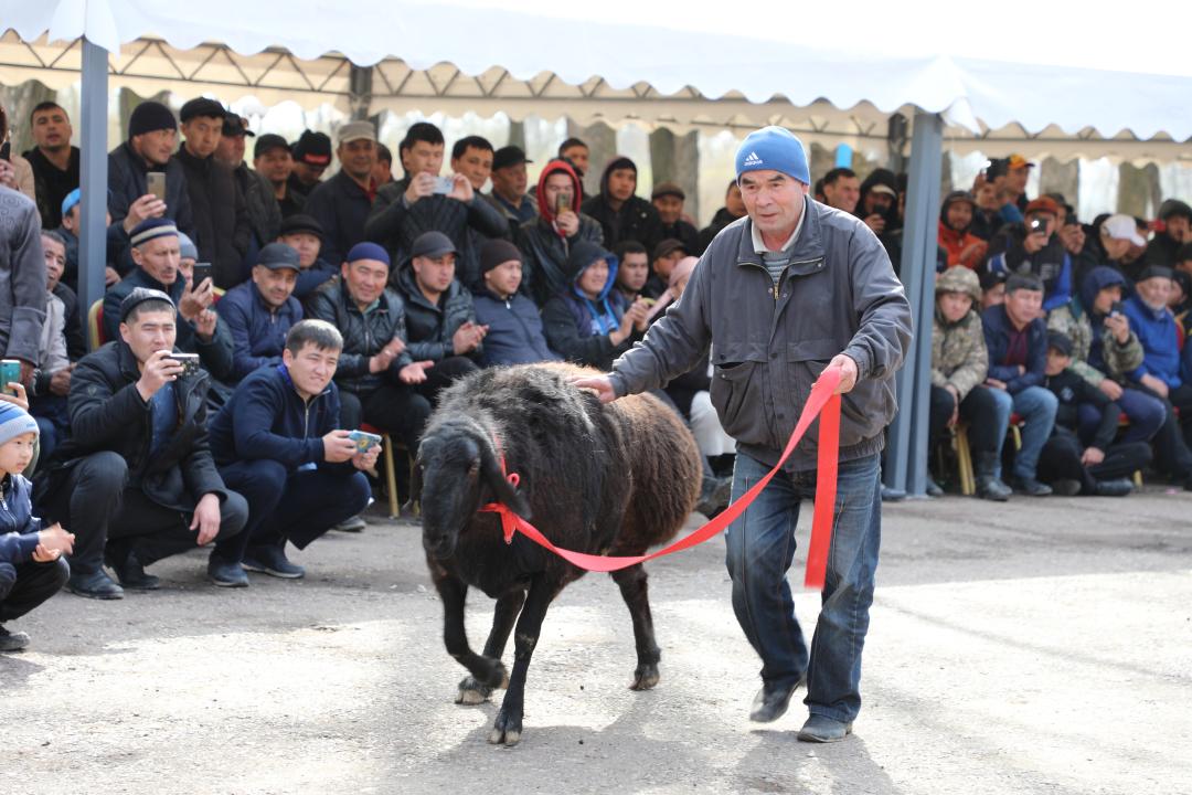 Выставка племенных овец прошла в Туркестанской области