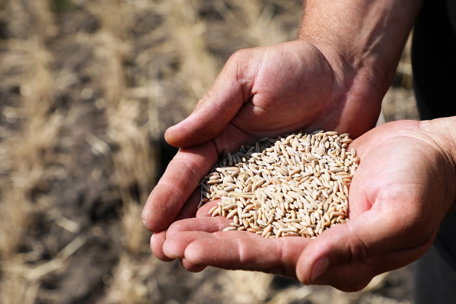 В Казахстане выданы квоты на экспорт 373 тыс. тонн пшеницы