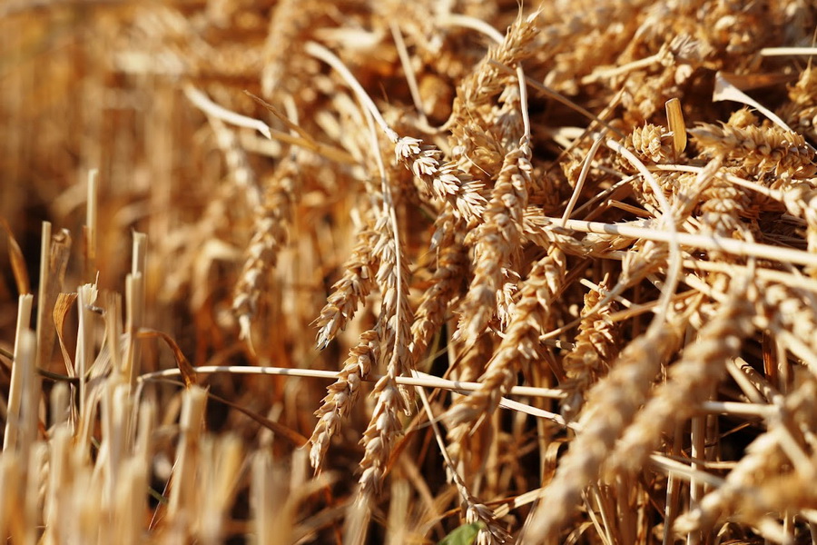 В 2022 году зафиксирован рекордный рост цен на зерновые