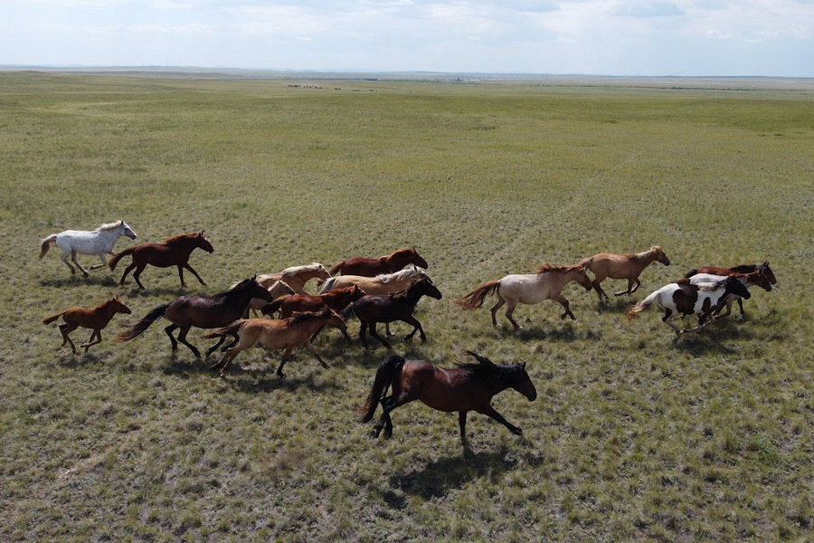 Поголовье лошадей в Казахстане выросло на 12% за год