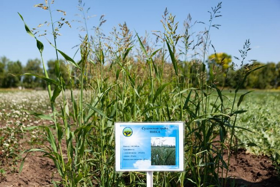 Новый сорт суданской травы предложит фермерам НПЦЗХ им. Бараева