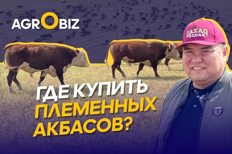 Qazaq Aqbas — где купить племенной скот, как содержать и развивать мясной бренд Казахстана