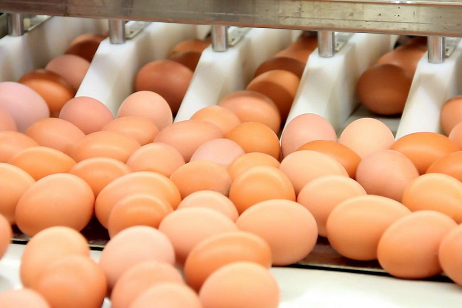 Производство яиц в РК упало почти на 18%