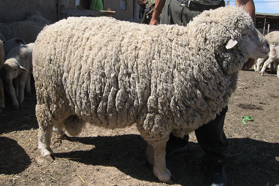 Eттi меринос: молодец среди овец