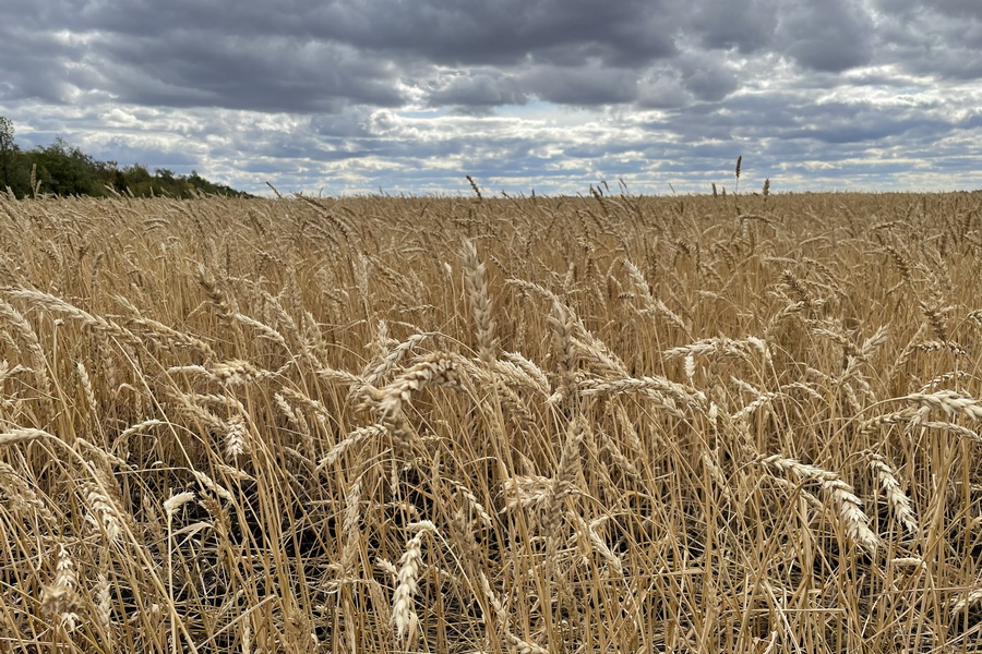 Сорт пшеницы урожайностью 50 ц/га запатентован в Казахстане