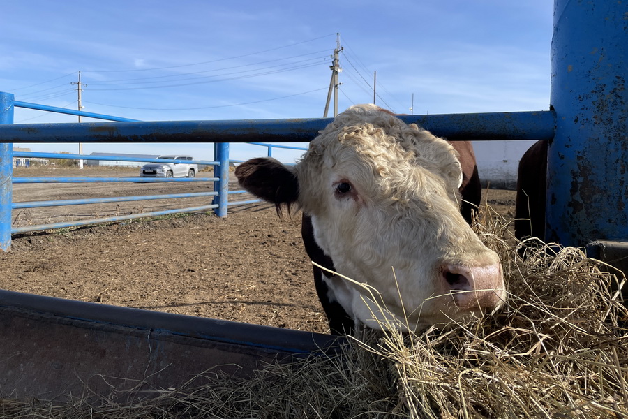 Рост цен на пшеницу привёл к подорожанию говядины?