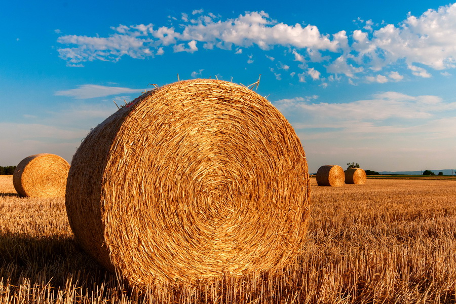В Павлодарской области неиспользуемые сельхозземли отдадут инвесторам