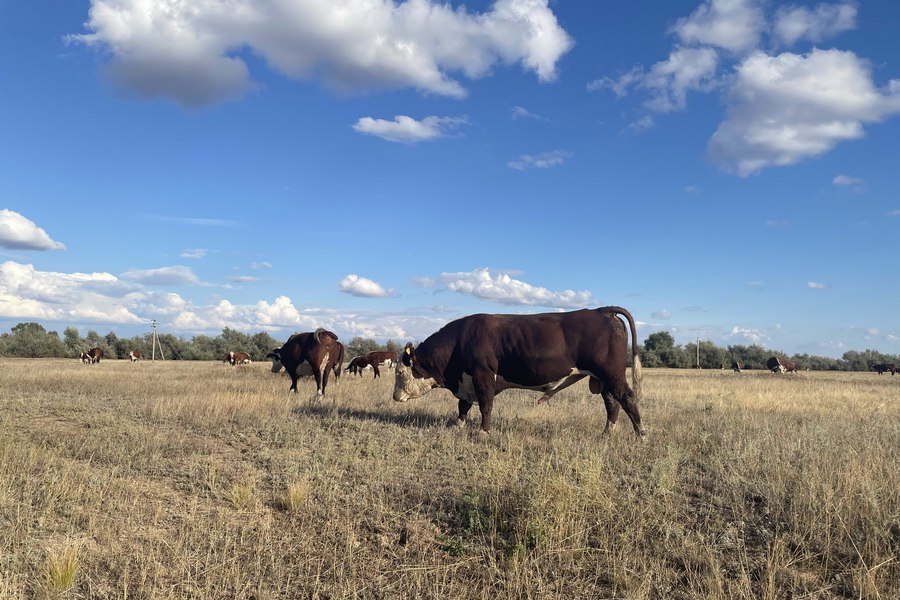 Где купить качественных бычков в Казахстане?