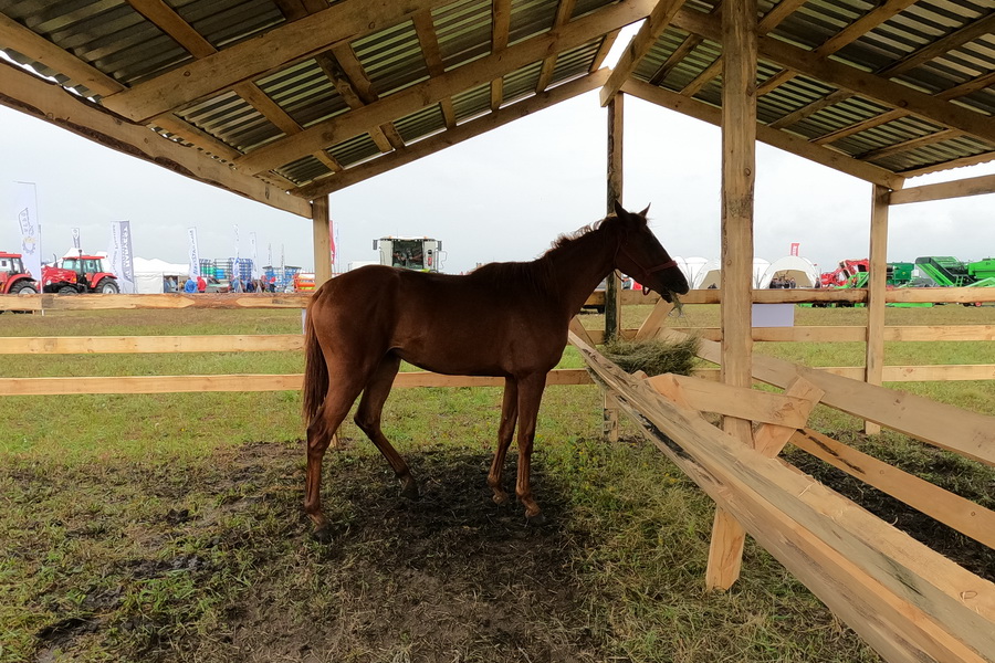 На субсидирование казахской породы спортивных лошадей выделят 700 млн тенге