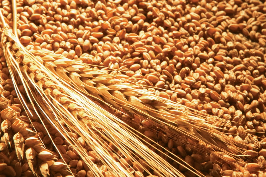 Почему ячмень выгоднее пшеницы