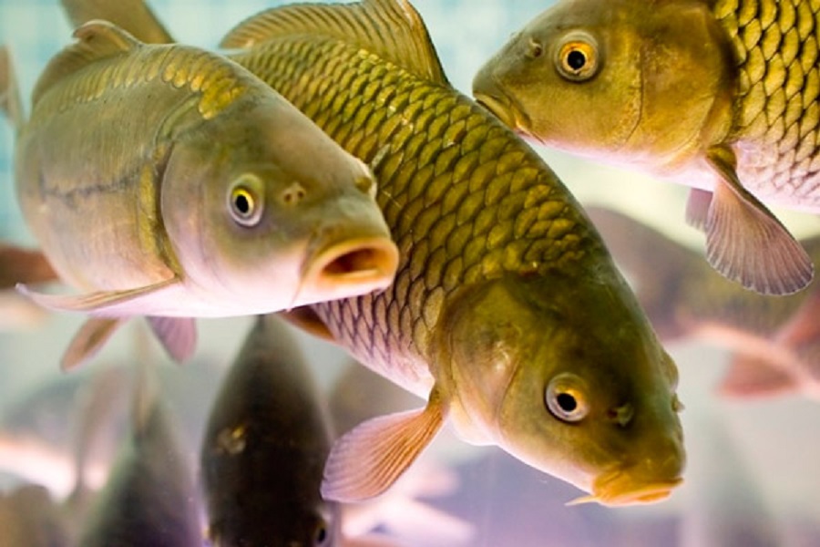 Минэкологии утвердило правила субсидирования расходов рыбоводов