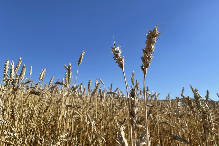 В Казахстане собрано 7,5 млн тонн зерна