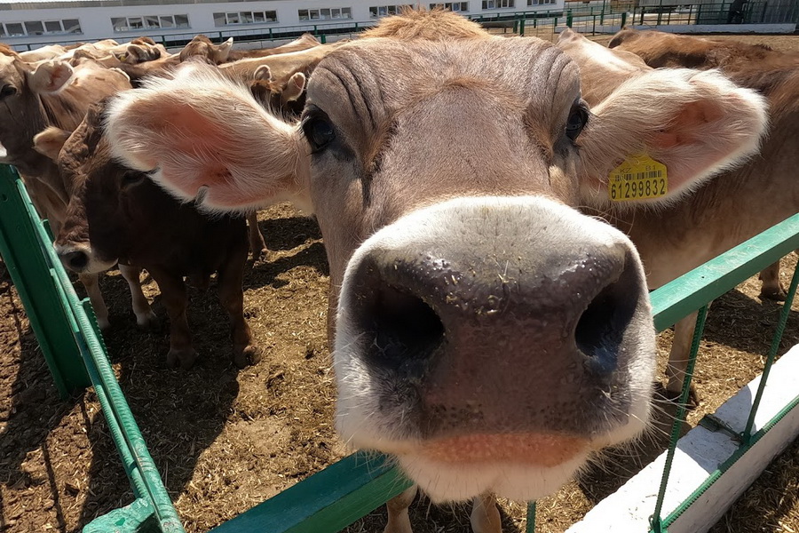 Производство обработанного молока в Акмолинской области упало на 25%