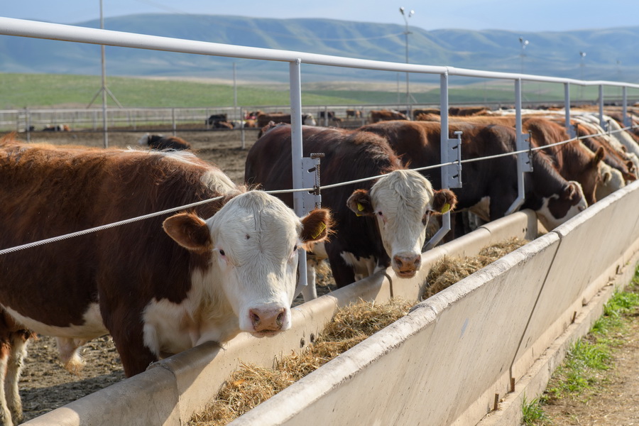 Откормплощадки на 5,7 тыс. голов скота запустят до конца года в Алматинской области 