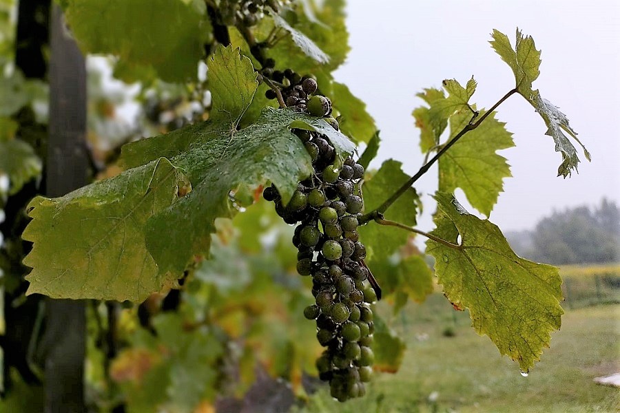 Селекцией винограда в Казахстане займется компания из Узбекистана