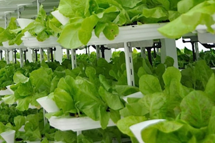 Инновационную теплицу для выращивания зелени запустят в СКО