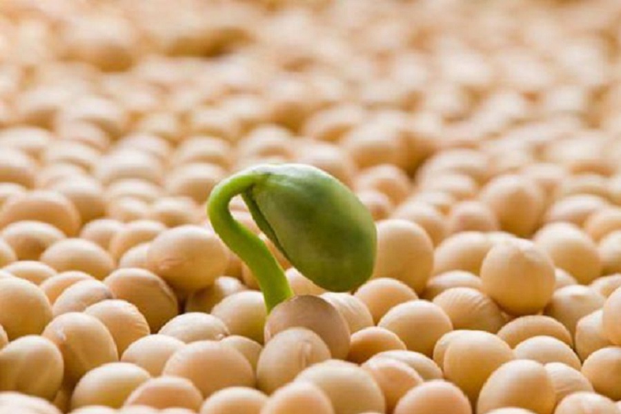 В Алматинской области будут выращивать сою без ГМО