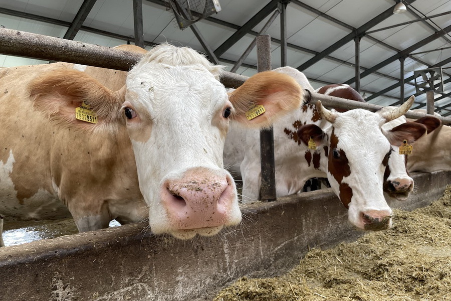 Тренды молочного животноводства обсудят на форуме в Нур-Султане