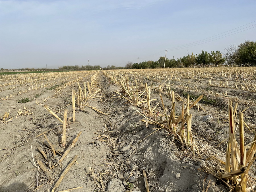 Зачем Казахстану карбоновое земледелие
