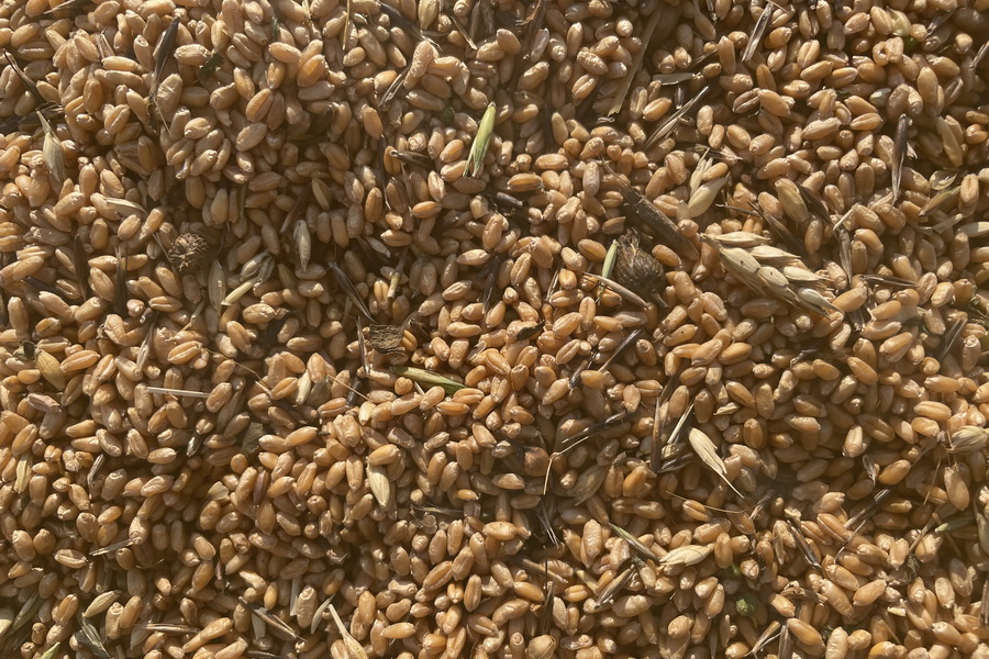 Пшеница по 125 тыс. тенге/тонна реализована на бирже