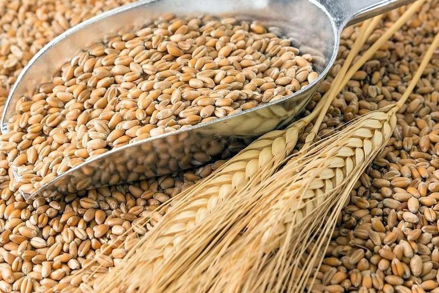 Продкорпорацию наделят функциями оператора по импорту семян зерновых